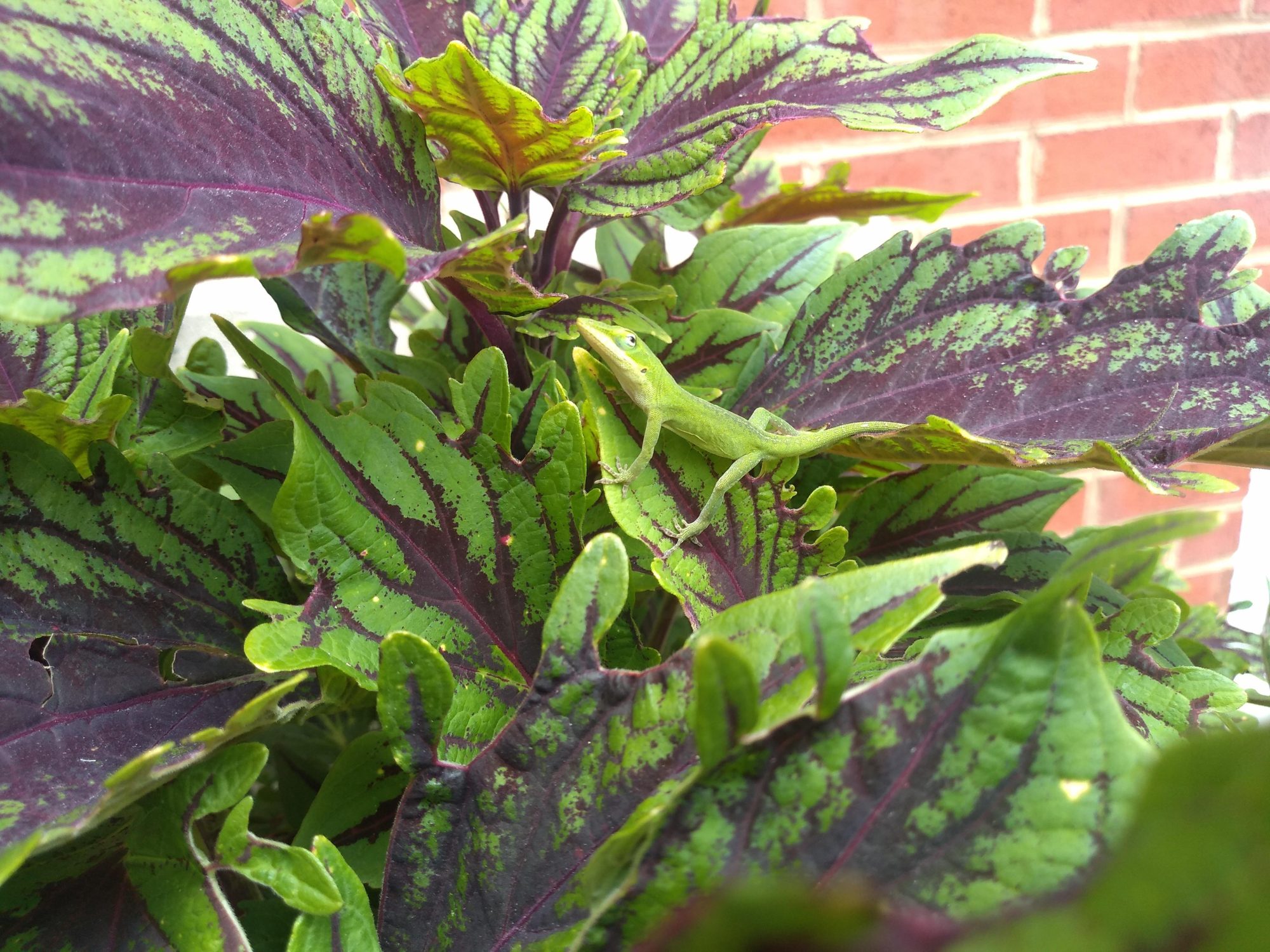 Campus planter photo