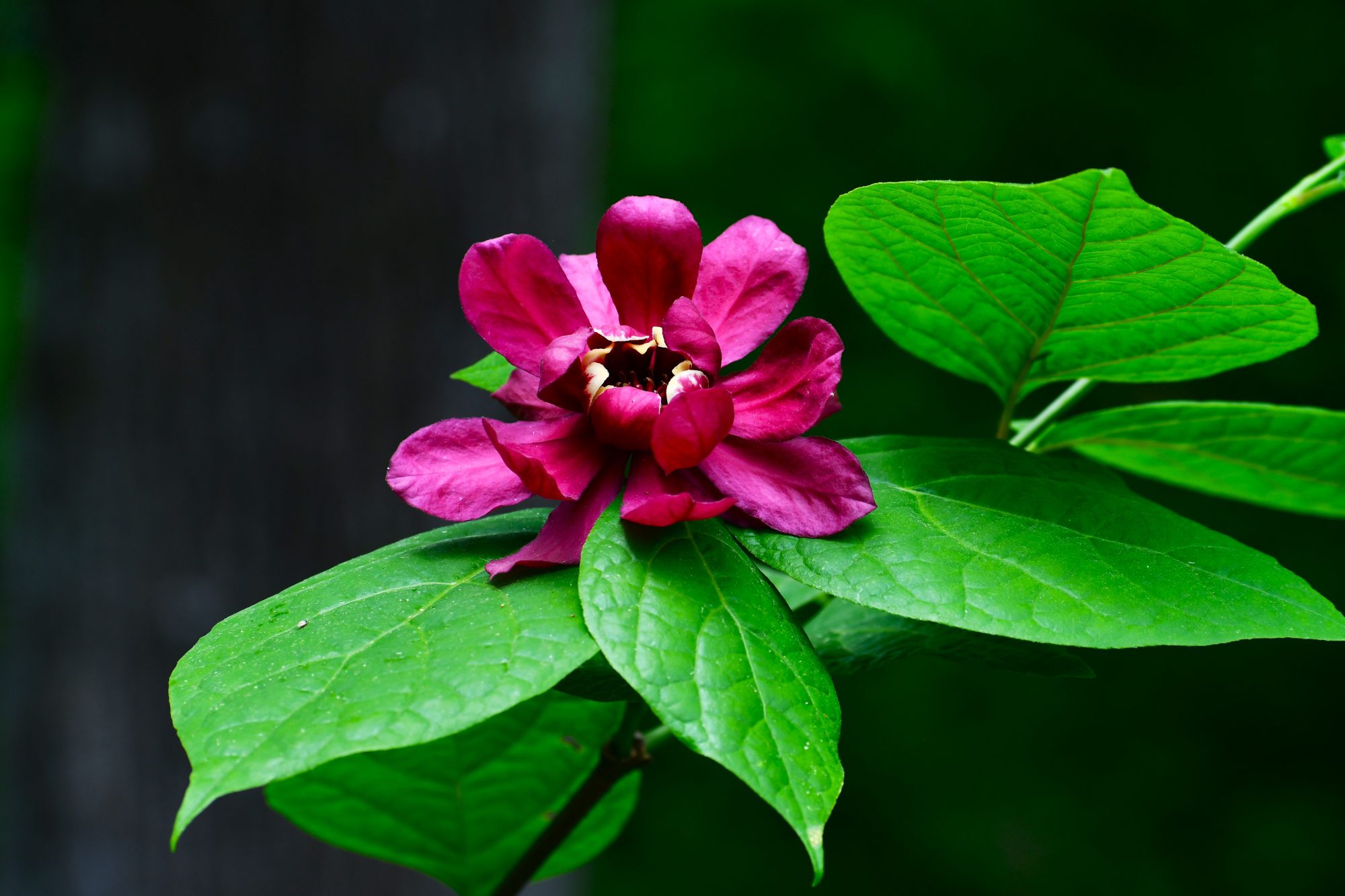 Flower from Botanical Gardens