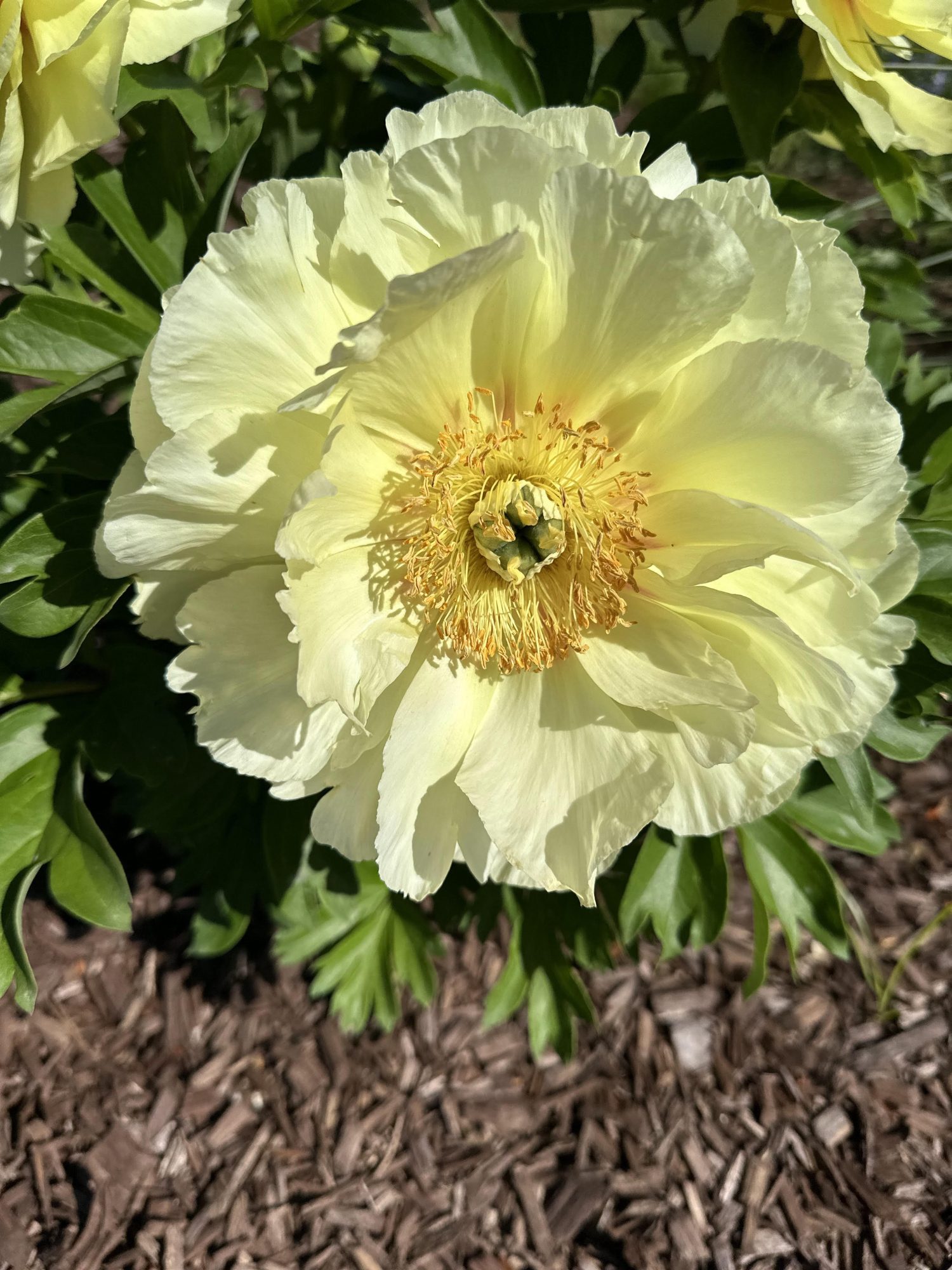 Peonies on campus