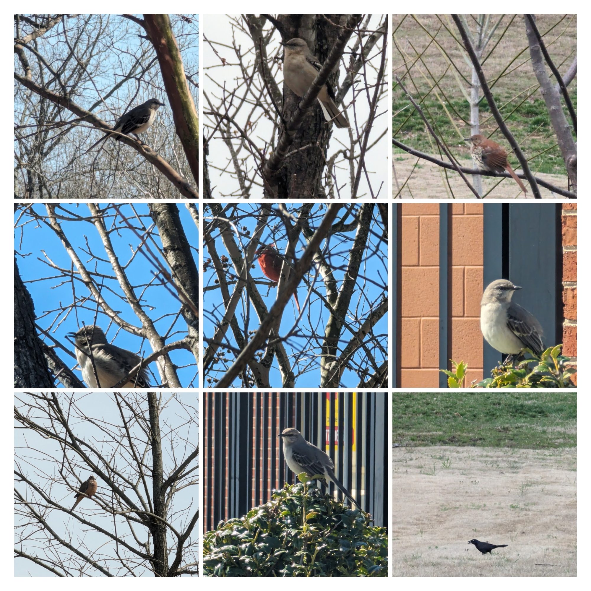 Birds on campus