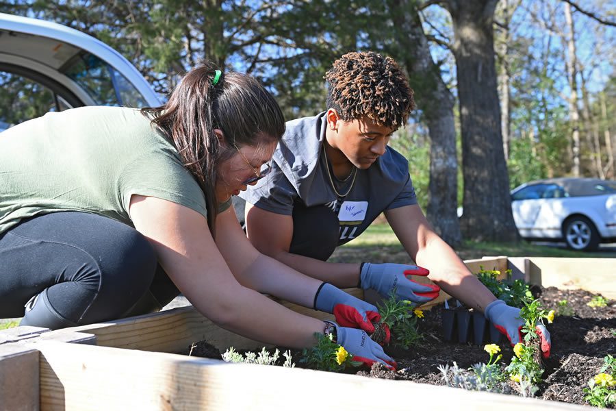 bed planting