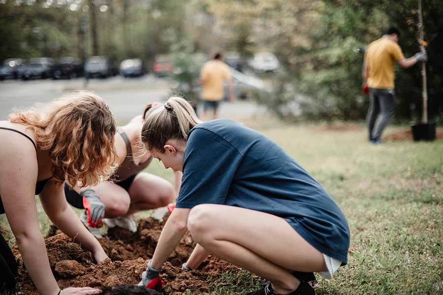 tree planting