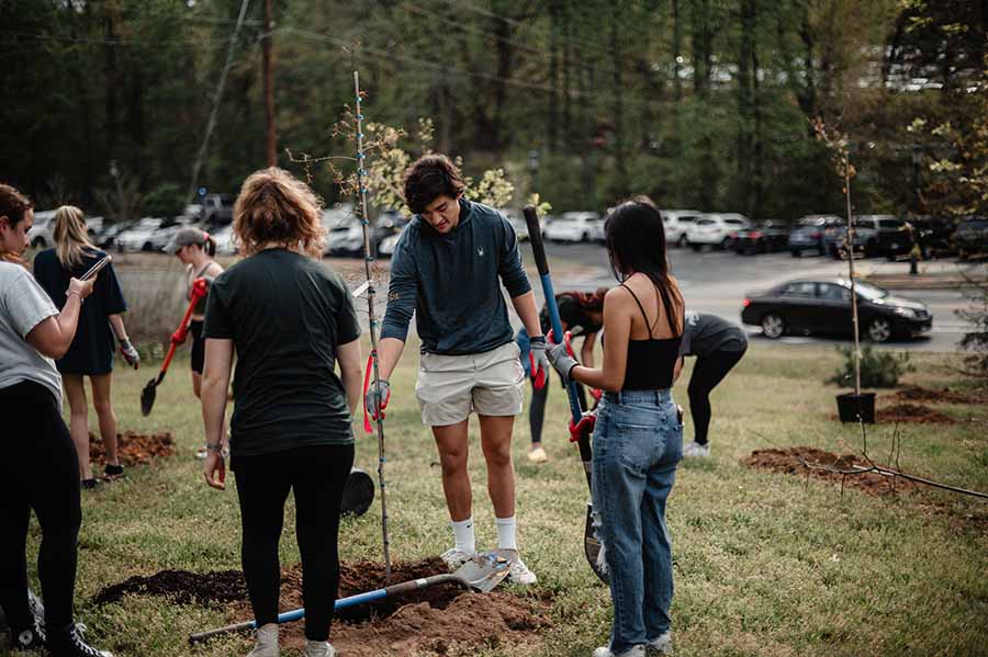 tree planting